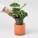 Small Spiral Glass Planter Orange