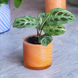 Small Spiral Glass Planter Orange