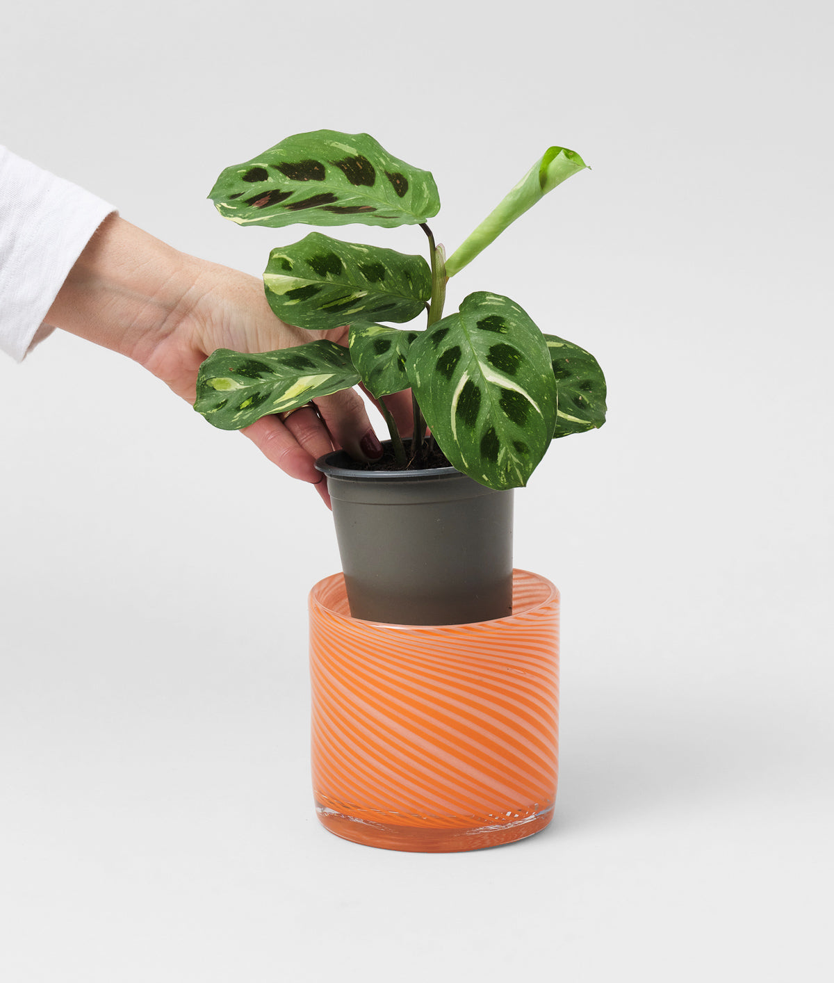Small Spiral Glass Planter Burnt Orange